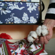 Une personne saisit une fleur de coton.